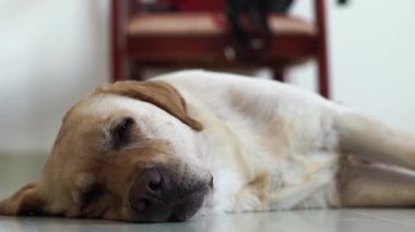 Yalan ve oda katta uyuyan Labrador köpek. Bej labrador geri almak içinde ev oda katta uyuyan kapatın. Evcil hayvanlar ve hayvanlar.