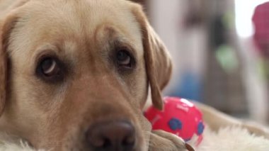 Top ile yerde yatan bej labrador köpek yakın baş ve kameraya bakarak. Ağız ve burun labrador köpek katta evde. Evcil hayvan ve evcil hayvanlar.