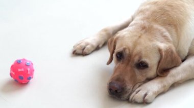 Labrador köpek topu ve kameraya bakarak ile yerde yatıyor. Bej labrador köpek rahatlatıcı ev oda katta. Evcil hayvan ve Evcil hayvan.