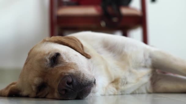 Labrador cão deitado e dormindo no chão no quarto. Feche acima do labrador bege dormindo retriever no assoalho dentro do quarto da casa. Animais domésticos e animais de estimação . — Vídeo de Stock