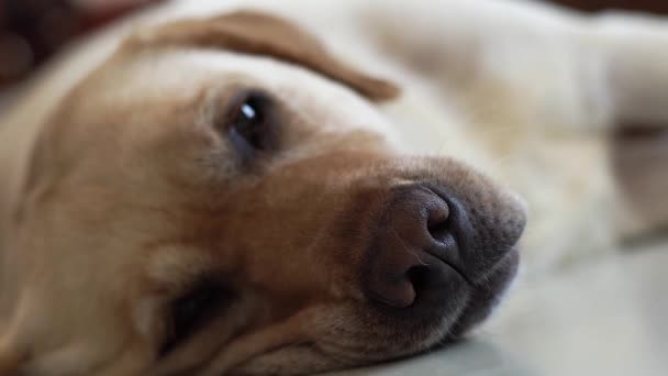 Cerca de la cabeza de perro labrador somnoliento acostado en el suelo y mirando a la cámara. Bozal y nariz labrador perro durmiendo en el suelo en la habitación de casa. Animales domésticos y mascotas . — Vídeo de stock