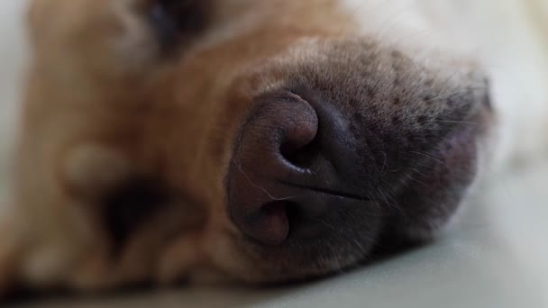 Nariz de perro primer plano de labrador beige relajándose en el suelo en la habitación. Nariz negra y hocico perro labrador acostado en el suelo. Animales domésticos y mascotas . — Vídeos de Stock