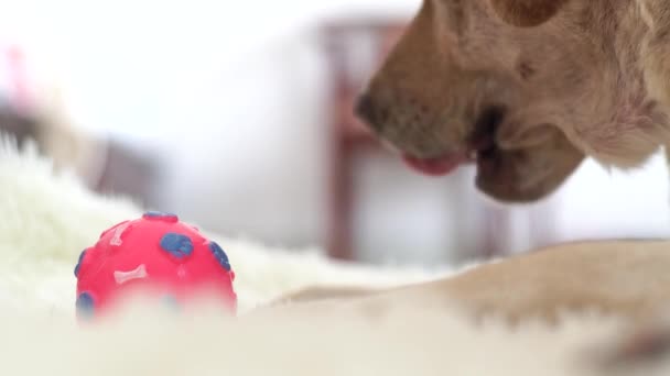 Labrador hond liggend op de vloer en spelen met de bal close-up. Beige labrador hond knagen bal op tapijt in gezellige huis. Huisdier en huisdieren — Stockvideo