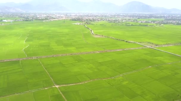 Flygfoto ris fält och berg landskap. Grönt ris plantage i byn och berget på stadssilhuetten från flygande drönare. Jordbruk och jordbruk koncept. Naturlandskap. — Stockvideo