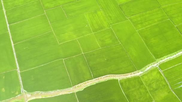Vista aerea campo di riso e fiume nel villaggio asiatico. Drone vista verde piantagione di riso. Industria agricola. Concetto agricolo e agricolo. Paesaggio naturale dall'alto . — Video Stock