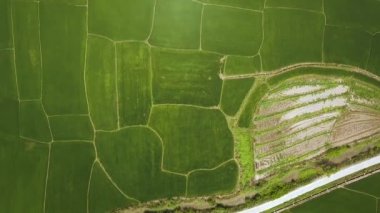 Yeşil artış plantasyonda tarım alanı havadan görünümü. Pirinç alan köydeki üzerinde uçan uçak. Tarım ve tarım kavramı. Yukarıdan doğal peyzaj.