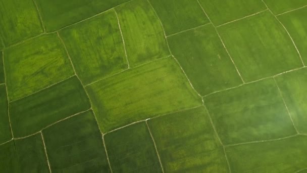 Campo de arroz de cima drone voador. Tiro aéreo plantação de arroz verde na aldeia. Indústria agrícola. Conceito de agricultura e agricultura. Paisagem natural vista superior . — Vídeo de Stock