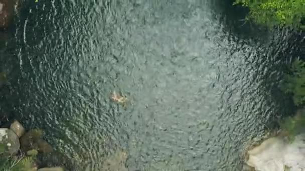 Homem vista aérea nadando em lago de montanha na floresta tropical. Homem turístico banhar-se no lago cachoeira em floresta tropical selvagem entre árvores verdes e plantas. Drone vista lagoa bonita na selva — Vídeo de Stock