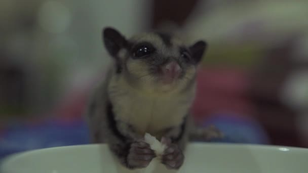 Närbild av socker glida äter foder från skål. Socker possum äta räkor medan utfodring i hem. Exotiska husdjur. Pungdjur vilddjur i hem. — Stockvideo