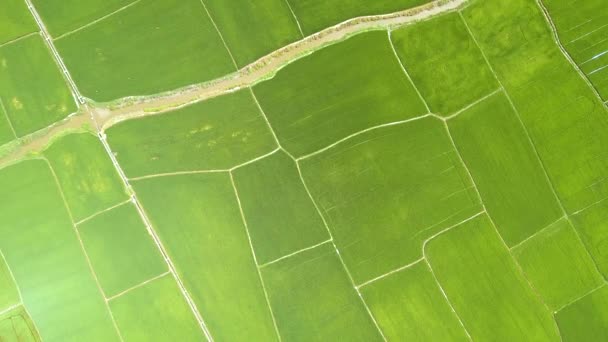 Рисовая плантация в азиатской деревне с видом на дрон. Вид с воздуха на зеленое рисовое поле. Сельскохозяйственная промышленность. Концепция сельского хозяйства и сельского хозяйства. Природный пейзаж сверху . — стоковое видео
