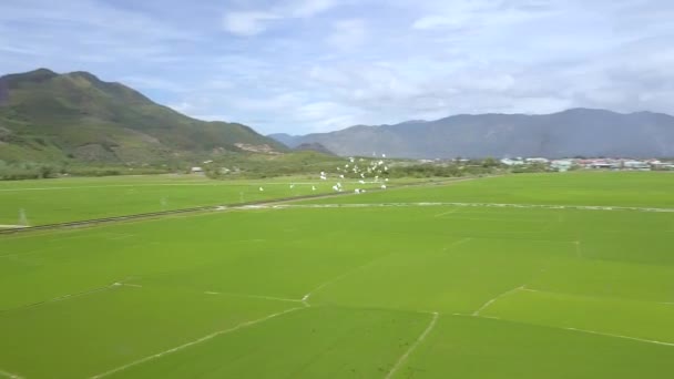 Aerial skott fågel flock flyger över risfält på bergslandskap. Ris plantage i asiatiska village. Jordbruk och jordbruk koncept. Naturliga landskapet från ovan. — Stockvideo