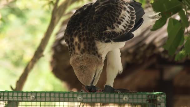 Predatory bird snake eagle eating fresh meat sitting on cage top. Close up feeding hawk bird of prey. Wild aanimal and pet. Ornithology, birdwatching, zoology concept. — Stock Video