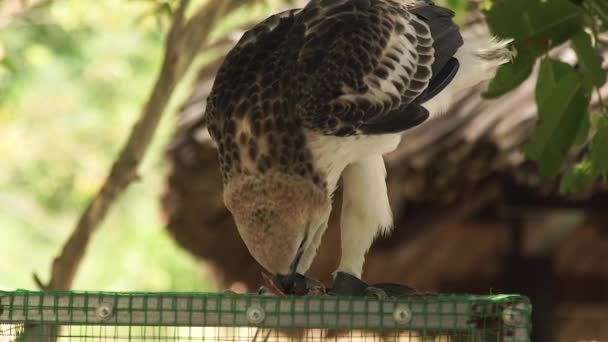 Raubvogel Schlangenadler frisst frisches Fleisch sitzend auf der Käfigoberseite. Nahaufnahme Fütterung Habicht Greifvogel. Wildtier und Haustier. Ornithologie, Vogelbeobachtung, zoologisches Konzept. — Stockvideo