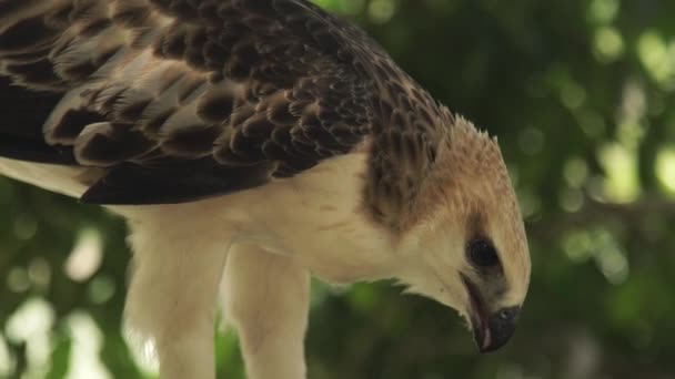 Wild eagle eating meat of prey. Close up snake eagle pecking prey. Predatory bird. Wild animal. Ornithology, birdwatching, zoology concept. — Stock Video