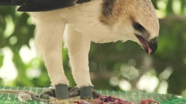 Underprissättning fågel ormörn äta färskt kött som sitter på buren toppen. Närbild av utfodring hawk rovfågel. Vilda djur och husdjur. Ornitologi, fågelskådning, zoologi koncept. — Stockvideo