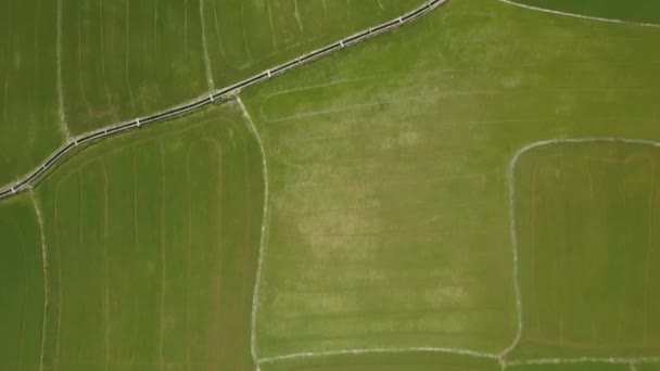 Райс полевой воздушный ландшафт от летающего дрона. Вид сверху на выращивание риса на деревенской плантации. Сельское хозяйство и зерновая промышленность. Концепция сельского хозяйства и сельского хозяйства. Природный пейзаж . — стоковое видео