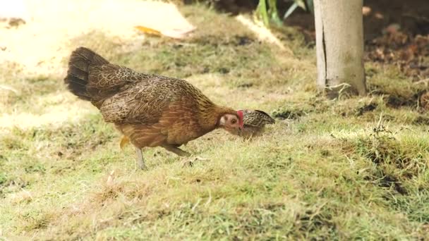 Κοτόπουλο Μητέρα Μωρό Που Βόσκουν Πράσινο Γρασίδι Στην Κτηνοτροφική Μονάδα — Αρχείο Βίντεο