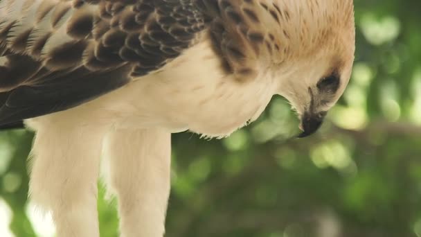 Jastrząb Sokół Orzeł Wąż Drapieżny Ptak Gałęzi Drzewa Zielone Bliska — Wideo stockowe