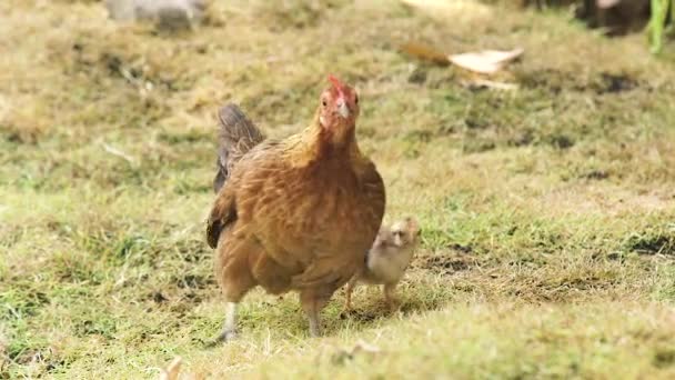 Mother chicken with baby grazing on green grass on bird farm. Chicken mother together baby walking at summer lawn on poultry farm. Breeding domestic birds. Agricultural concept. — Stock Video