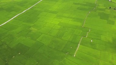 Pirinç alan hava manzara. Drone görünüm artan pirinç ekimi. Tarım ve tahıl sanayi. Tarım ve tarım kavramı. Yukarıdan doğal peyzaj.