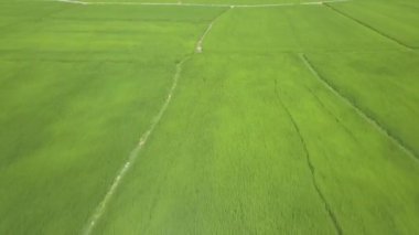 Yeşil pirinç alan üzerinde uçan uçak. Pirinç Asya'da bir köy çiftlikte büyüyen havadan görünümü. Tarım ve tahıl sanayi. Tarım ve tarım kavramı. Doğa manzara yukarıdan