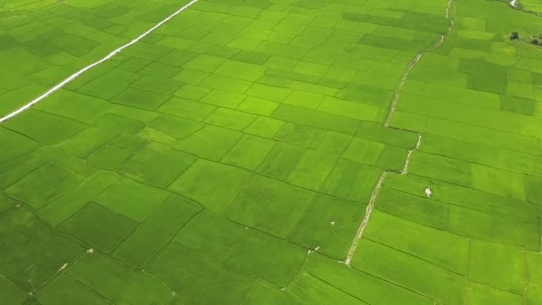 ライス フィールド空中風景。ドローン ビュー成長米のプランテーション。農業や穀物業界。農業と農業の概念。上から自然の風景. — ストック動画