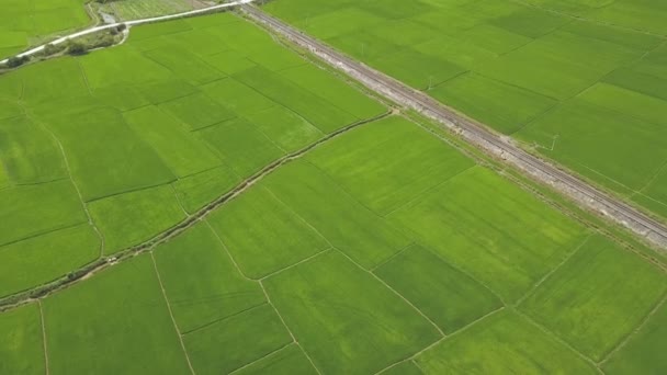 Pirinç ekimi ve demiryolu havadan görünümü. Drone görünümü yeşil pirinç alan köyü. Tarım Tohum Sanayi. Tarım ve tarım kavramı. Yukarıdan doğal peyzaj. — Stok video