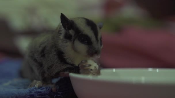 Azúcar parapente comer alimento de tazón de cerca. Zarigüeya de azúcar comiendo camarones mientras se alimenta en casa. Mascotas exóticas. Animal salvaje en casa . — Vídeos de Stock