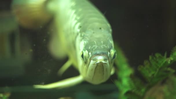 水槽で泳いでいる大きな Aravana 魚をクローズ アップ エキゾチックな魚 Aravana 水泳家庭の水槽の水中 水中の世界を見てください — ストック動画