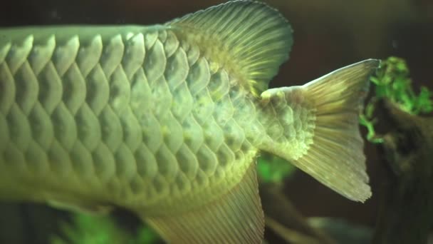 大鱼在水族馆水中游泳近在咫尺。在家庭水族馆水下游泳的鱼的尾巴。观看水下世界和动物 — 图库视频影像