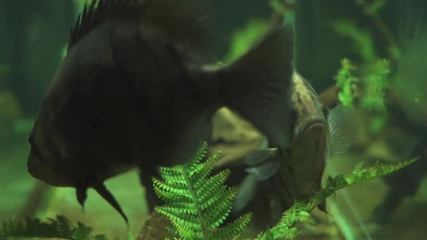 Velká ryba plavat v akvarijní vodě zblízka. Tropické ryby plavání pod vodou domácí akvárium. Sledovat podmořský svět a zvíře. — Stock video