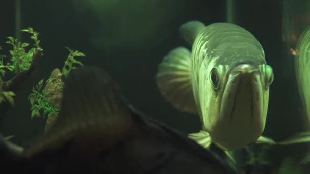Grote aravana vis zwemmen in aquariumwater close-up. Aravana van de exotische vissen zwemmen onderwater van aquarium thuis. Kijken naar de onderwaterwereld en dieren. — Stockvideo