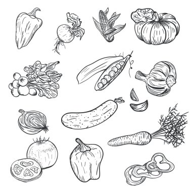 El Beyaz arka plan üzerinde izole doodle tarzı sebze çizimi. Sebze çizim doodle. Olgun Sonbahar bitki ve hasat tarım. Domates, biber, sarımsak, havuç, kabak ve diğer.