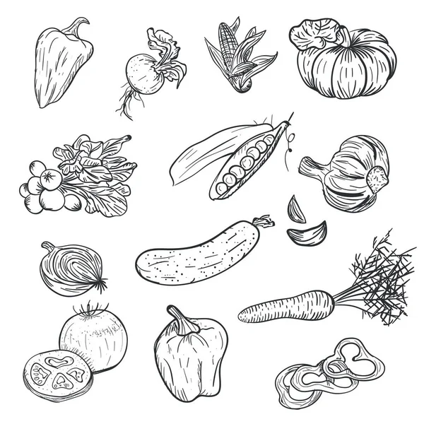 Mão desenho de legumes no estilo doodle isolado no fundo branco. Doodle desenho vegetal. Cultivo de outono maduro e colheita agrícola. Tomate, pimenta, alho, cenoura, abóbora e outros . —  Vetores de Stock