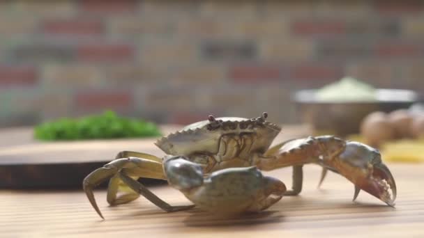 Seafood restaurant. Live crab on kitchen table for cooking. Sea crab in luxury seafood restaurant. Fresh ingredient for pasta with seafood. Healthy food. — Stock Video