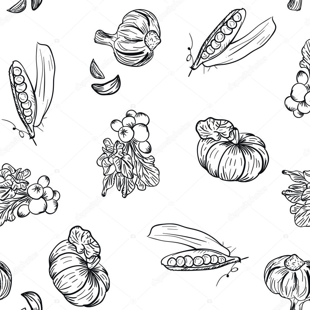 Vegetable pattern hand drawing in doodle style on white background. Doodle drawing vegetable pattern. Ripe autumn crop and farming harvest. Market garden background.