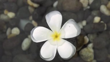 Beyaz tesisat çiçeği berrak su göletinde yüzüyor. Frangipani çiçeğini bahçe göletinin suyuna kapat..