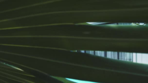 Басейн на розкішній віллі з тропічного саду. Сучасна розкішна вілла з басейном і патіо для відпочинку і розслаблення, фон зеленого пальмового листя . — стокове відео