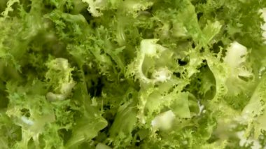 Taze salata arka plan bırakır. Yeşil frisee salatasını kapatın. Vejetaryen organik gıda. Fitness ve sağlıklı beslenme. Vegan diyet ve vejetaryen gıda kavramı