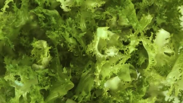 Zöld saláta hagy háttér. Közelről friss Frisée saláta. Vegetáriánus bioélelmiszerek. Fitness és egészséges táplálkozás. Vegán étrend és vegetáriánus étkezési koncepció — Stock videók