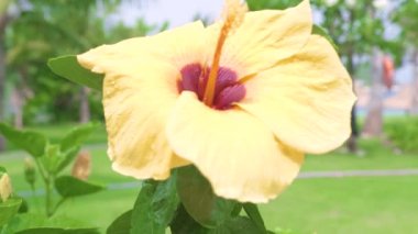 Çiçekli sarı ebegümeci ve yeşil yapraklar yakın. Yeşil yeşillik arka plan bloomimg hibiscus çiçek. Yaz bahçesinde tropikal çiçekler ve bitki.
