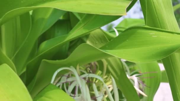 Nahaufnahme Blätter tropischer Bäume im Sommergarten. grünes Laub tropische Pflanze. Gartenkonzept. — Stockvideo