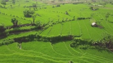 Yeşil pirinç ekimi havadan görünümü. Asya köyünde yeşil çeltik tarlası üzerinde uçan drone. Tarım ve tarım kavramı. Bali, Endonezya'da pirinç terası.