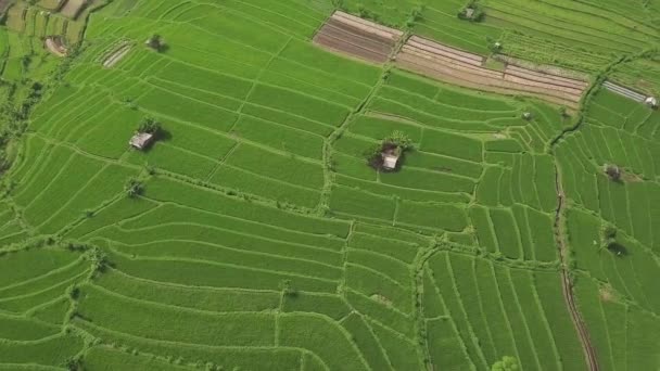 Paddy rijstveld luchtfoto landschap. Drone-weergave groeiende rijst plantage in Sapa, Vietnam. Landbouw-en graan industrie. Landbouw concept. — Stockvideo