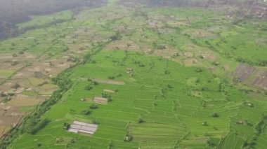 Uçan drone'un üstünden pirinç tarlası. Guangxi, Çin'de havadan yeşil pirinç tarlası. Tarım endüstrisi. Tarım ve tarım kavramı
