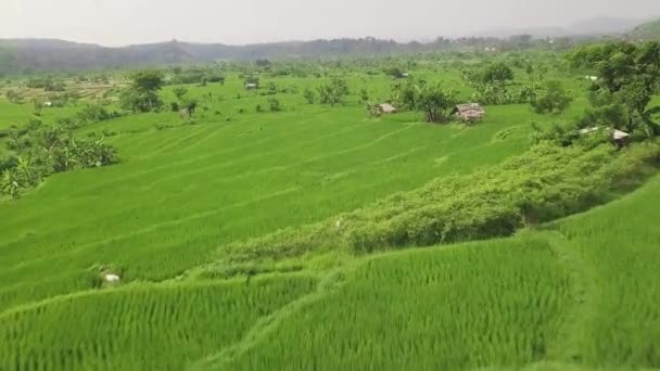 Zelená vzdušná krajina pole neloupaná rýže. Pěstování rýžových plantáží na terase na Bali, Indonésie. Zobrazení Drone. Zemědělský a obilný průmysl. Koncepce zemědělství a zemědělství. — Stock video