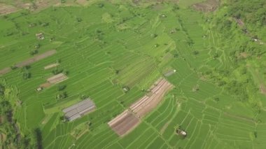 Asya köyünde pirinç tarlası yukarıdan uçan drone. Guangxi, Çin'de havadan yeşil pirinç tarlası. Tarım endüstrisi. Tarım ve tarım kavramı.