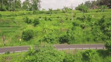 Asya kırsal hava görünümünde çeltik pirinç tarlası. Araba yol ve yeşil pirinç plantasyon yukarıdaki drone köy alan görünümünde. Tarım ve tarım kavramı. Bali, Endonezya.
