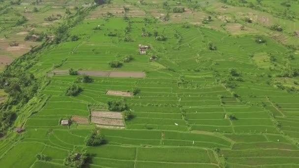 Letecký pohled na neloupanou rýži v asijské krajině. Drone Prohlédněte zelenou rýžovou plantáž na vesnickém poli. Koncepce zemědělství a zemědělství. Mu Cang Chai, Vietnam. — Stock video