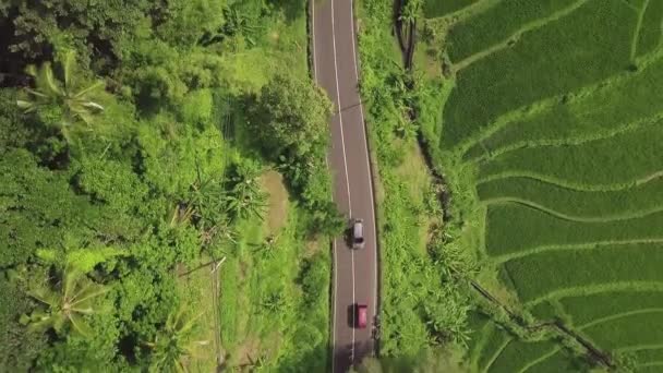 Green rice plantation aerial view. Drone flying over paddy field and car driving on road in asian village. Farming and agriculture concept. Rice terrace in Bali, Indonesia. — Stock Video